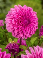 Dahlia Lucky Number