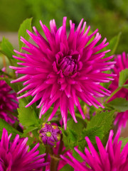 Dahlia Purple Gem