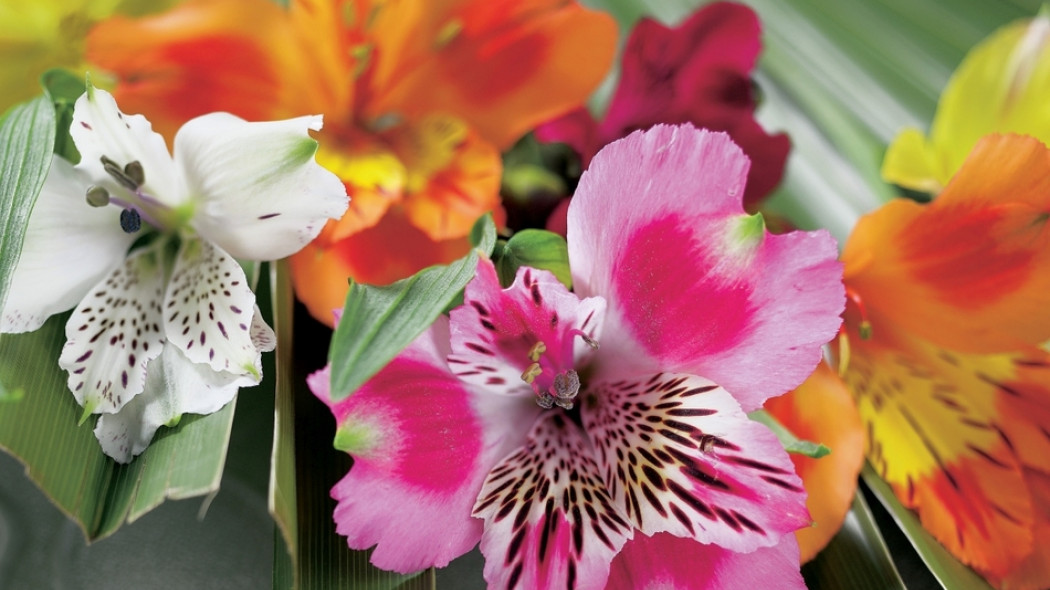 alstromeria fot. Flower Council Holland