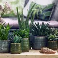 Jak pielęgnować aloes w domu? Wszystko o domowej hodowli