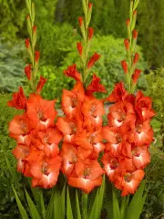 Mieczyk Gladiolus Belladonna fot. iBulb