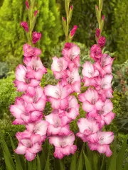 Mieczyk Gladiolus Fado fot. iBulb