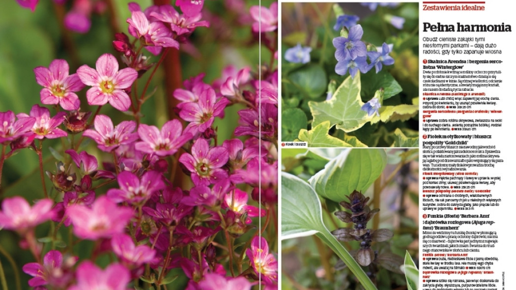Zestawienia idealne. Pełna harmonia - Gardeners World Polska 2-2018