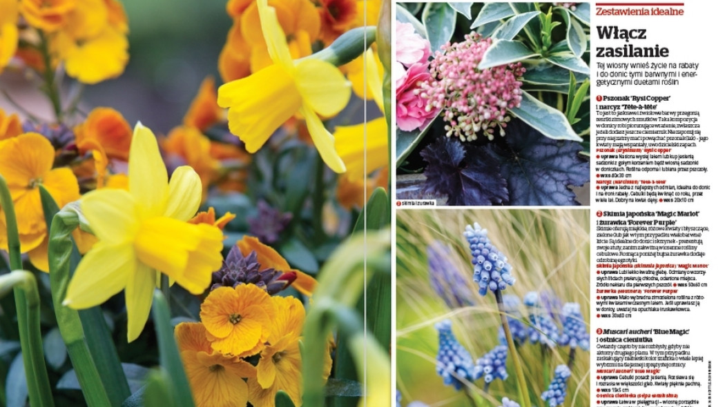 Zestawienia idealne. Włącz zasilanie - Gardeners World Polska 2-2018