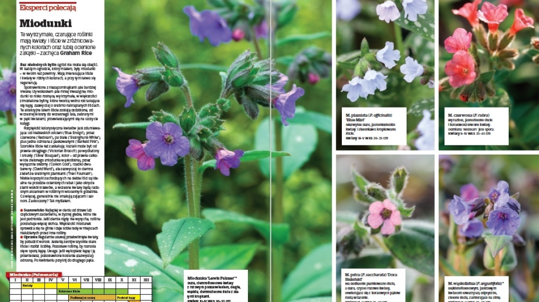 Eksperci polecają. Miodunki - Gardeners World Polska 2-2018