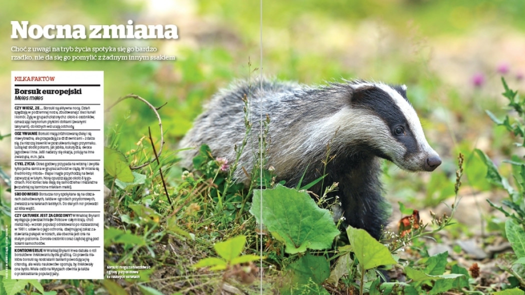 Fauna w ogrodzie. Borsuk europejski - Gardeners World Polska 2-2018