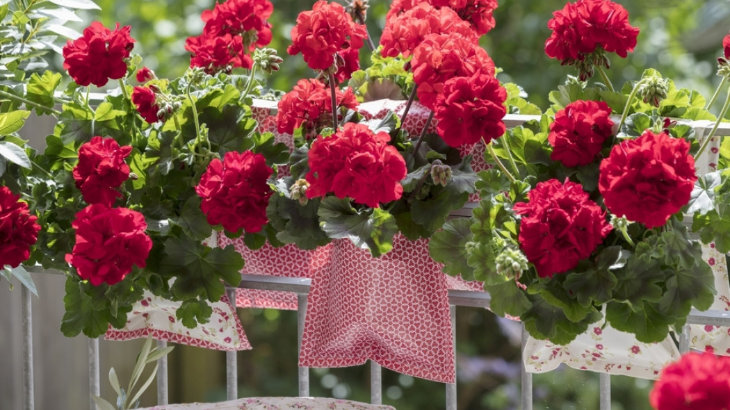 kwiaty na balkonie fot. Moja Pelargonia - Pelarogonium for Europe