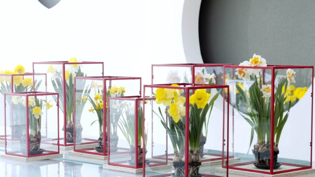 narcyzy w doniczkach fot. Flower Council Holland