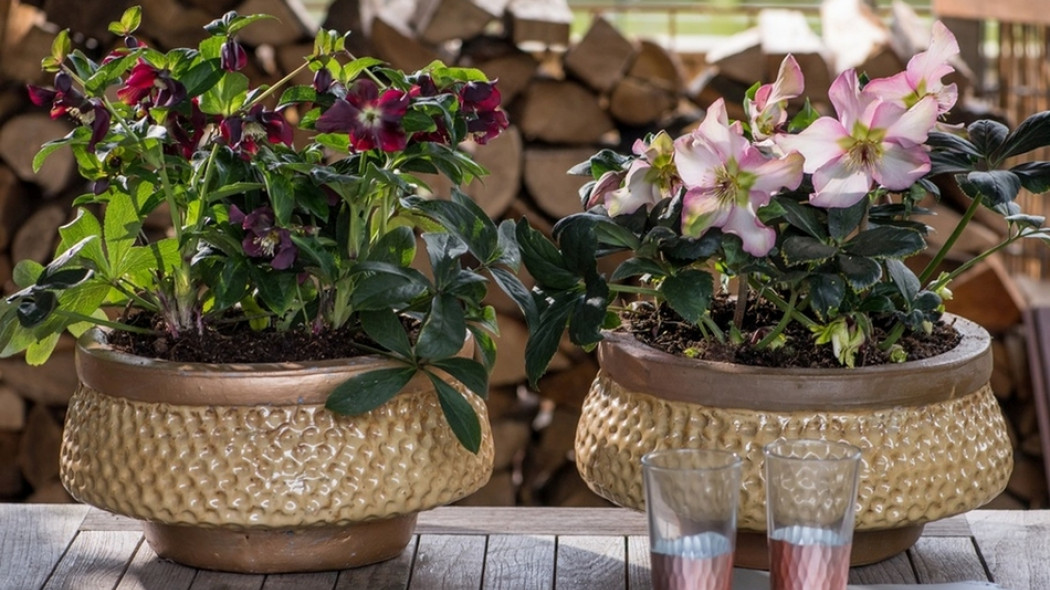 ciemierniki na balkonie fot. Flower Council Holland