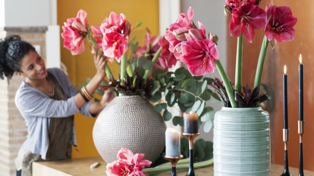 hippeastrum amaryllis w wazonie fot. Flower Council Holland