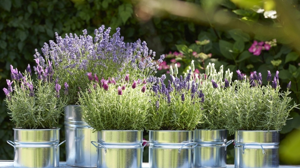 lawenda w doniczce na balkonie i tarasie fot. Flower Council Holland