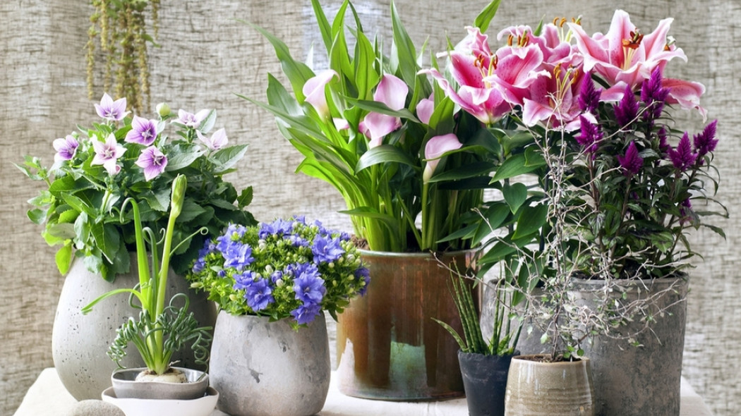 Kwiaty ogrodowe w doniczkach. W środku i na zewnątrz fot. Flower Council Holland