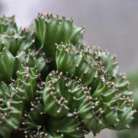 Wilczomlecz mleczny Euphorbia lactaea Cristata fot. Joe Mabel