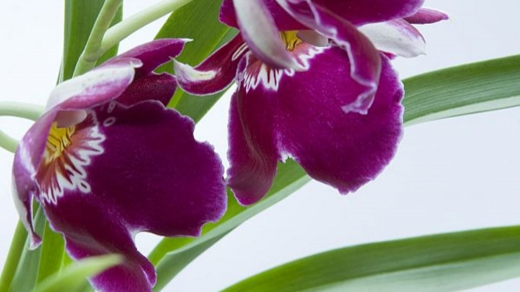 M jak miltonia, fot. Biuro Kwiatowe Holandia