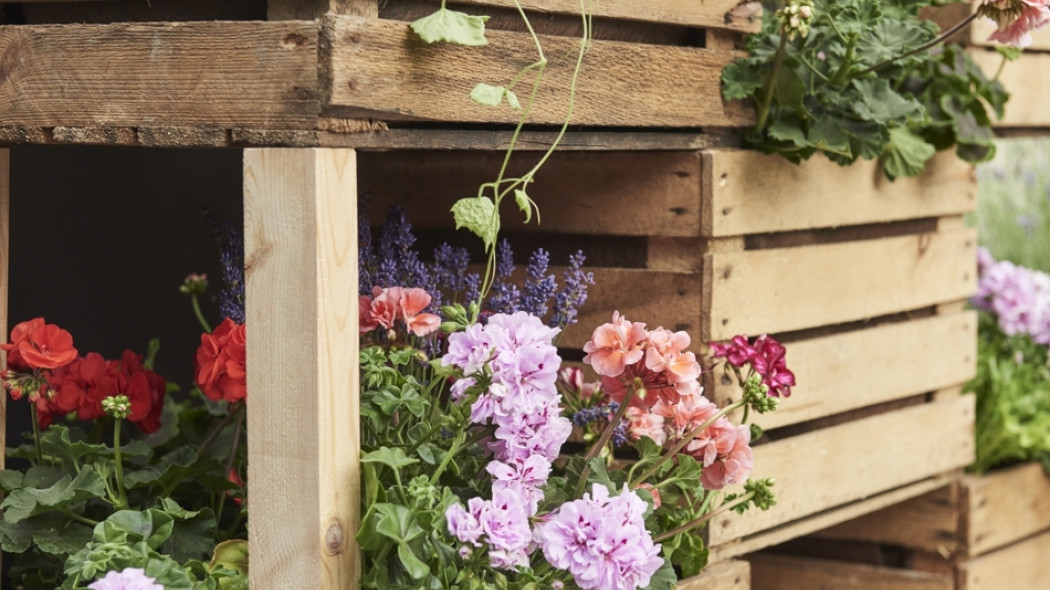 ściana z pelargoniami fot. Pelargonium For Europe