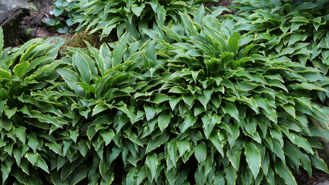 Hosta Stiletto fot. Grzegorz Falkowski ZSzP