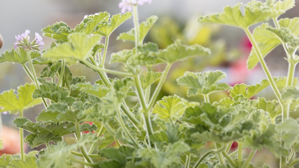 pelargonia pachnąca fot. Pelargonium For Europe
