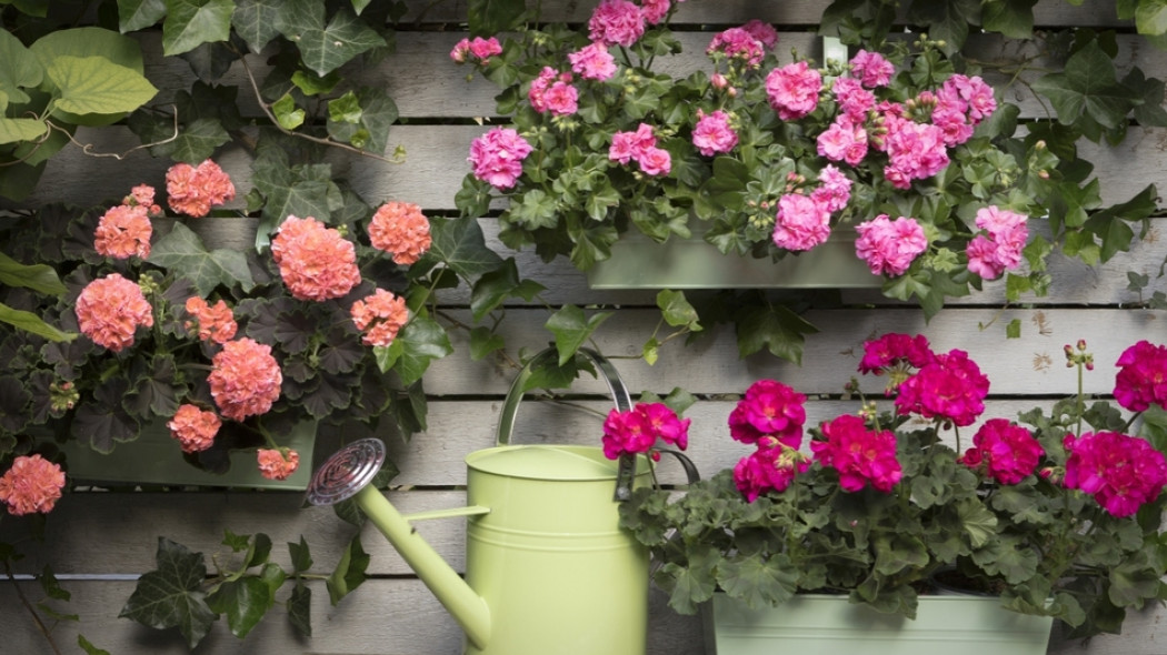 pielęgnacja roślin doniczkowych na tarasie fot. Pelargonium For Europe