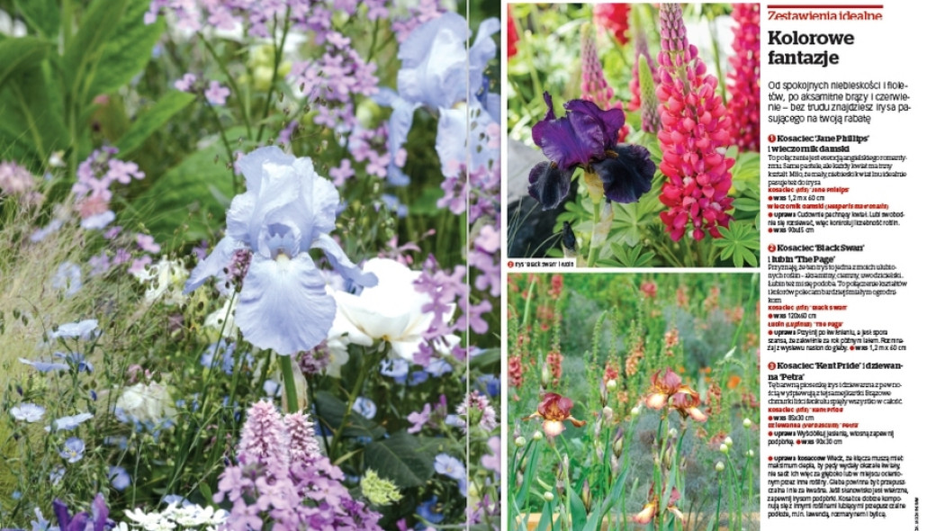 Zestawienia idealne. Kolorowe fantazje - Gardeners World Polska 3-2018