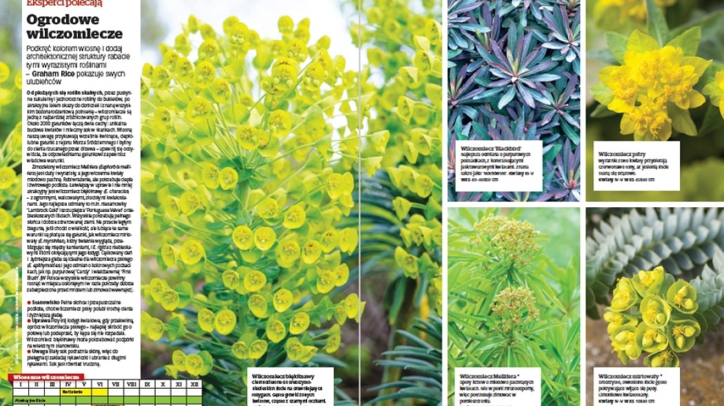 Eksperci polecają. Ogrodowe wilczomlecze - Gardeners World Polska 3-2018