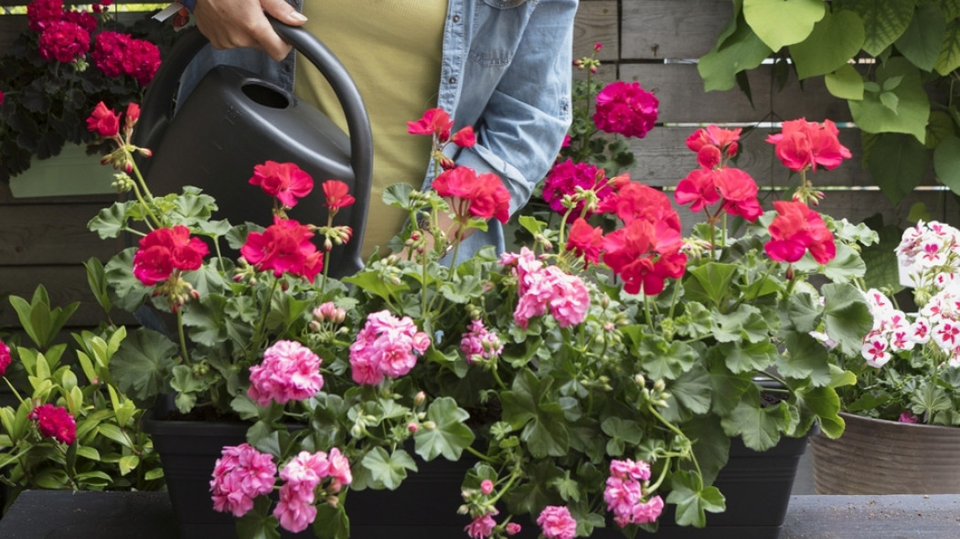 pielęgnacja roslin balkonowych fot. Pelargonium For Europe