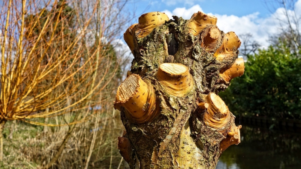 ogławianie wierzby fot. MabelAmber - Pixabay.com