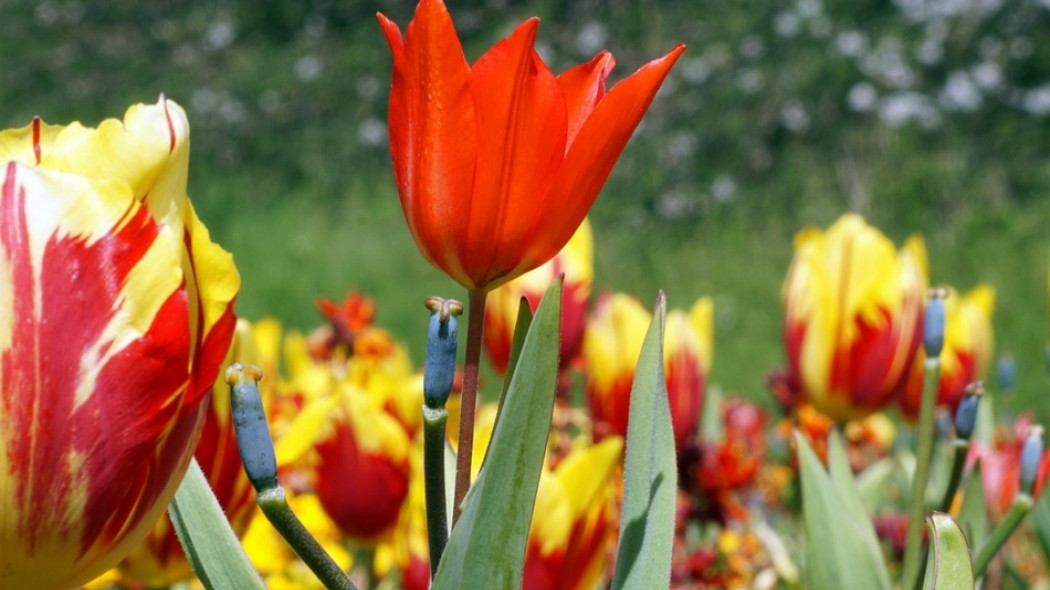 pielęgnacja tulipanów po kwitnieniu fot. MikesPhotos - Pixabay.com