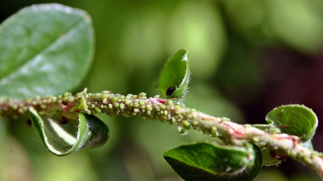 jak zwalczać mszyce fot. Catkin - Pixabay.com