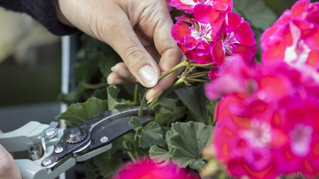 przycinanie kwiatów pelargonii for. Pelargonium For Europe