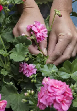 przycinanie zwiędniętych kwiatów pelargonii fot. Pelargonium For Europe