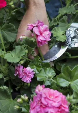 przycinanie zwiędniętych kwiatów pelargonii fot. Pelargonium For Europe