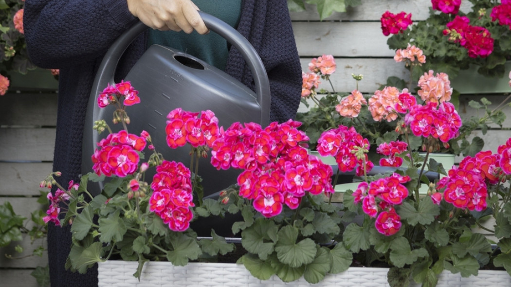 nawożenie pelargonii fot. Pelargonium For Europe
