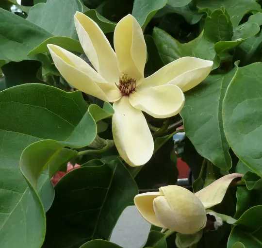 żółta magnolia Yellow Bird fot. Wendy Cutler - CC BY 2.0 - Wikimedia Commons