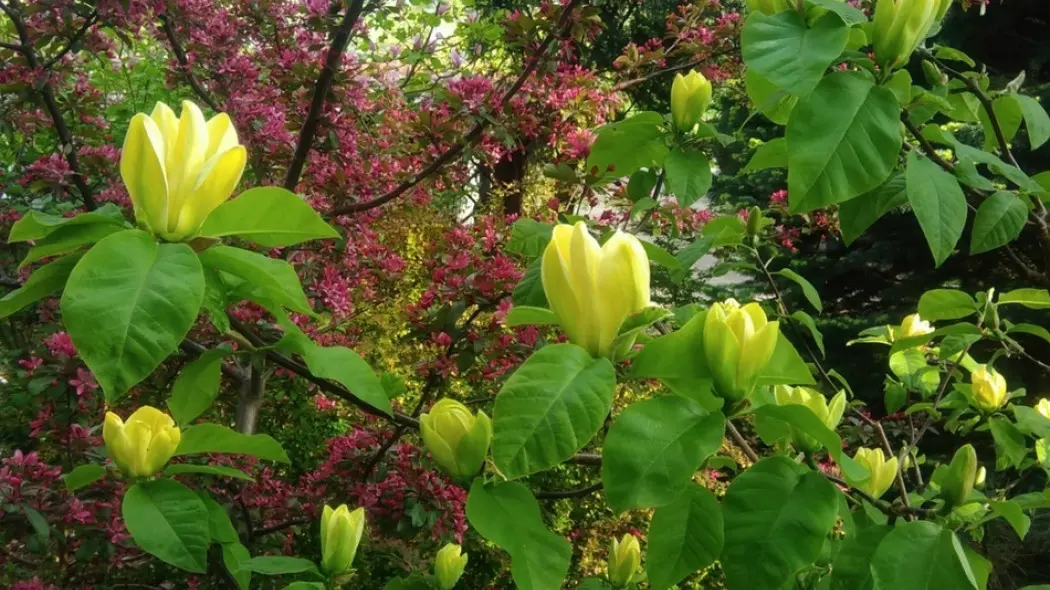 Magnolia Yellow Bird fot. Grzegorz Falkowski ZSzP