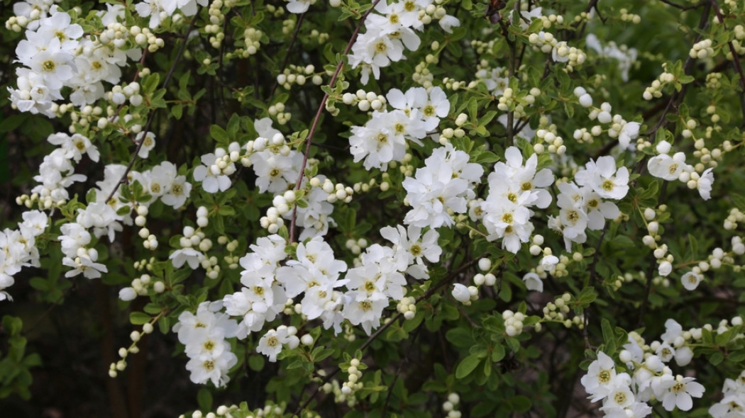 Obiela Exochorda The Bride fot. Grzegorz Falkowski ZSzP