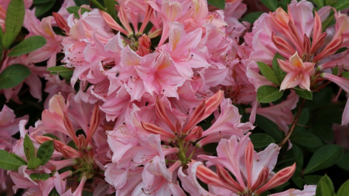 Azalia 'Soir de Paris'