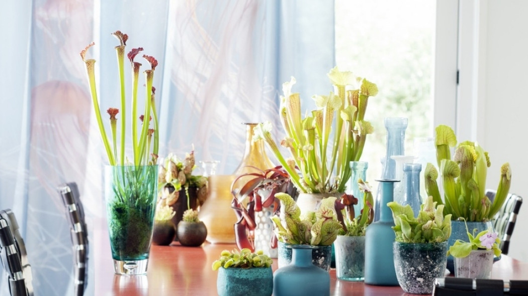 Rośliny owadożerne w domu fot. Flower Council Holland