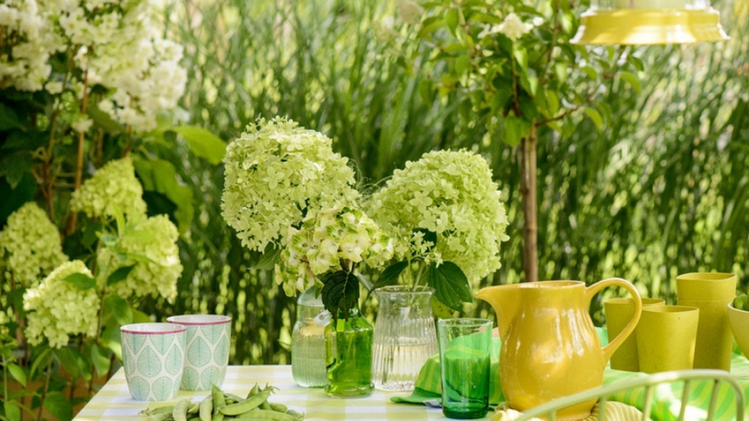 hortensja na balkonie fot. Flower Council Holland