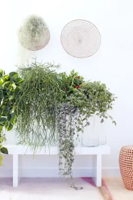 domowe rośliny zwisające fot. Flower Council Holland