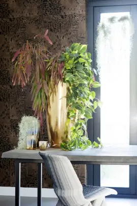 domowe rośliny zwisające fot. Flower Council Holland