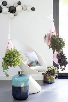 domowe rośliny zwisające fot. Flower Council Holland