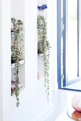 domowe rośliny zwisające fot. Flower Council Holland