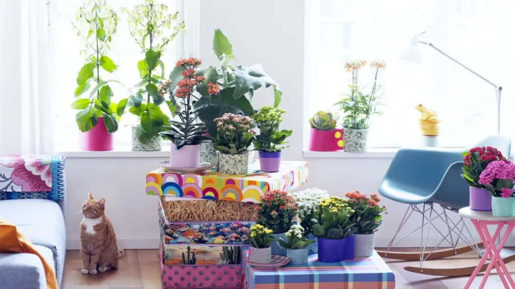 Jak pielęgnować kalanchoe w domu