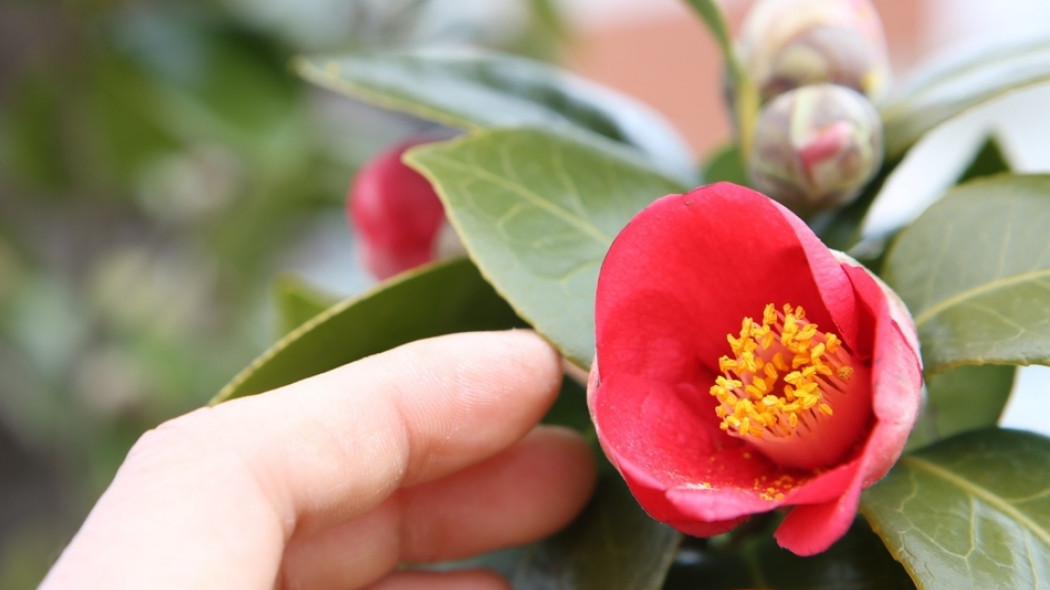 pielęgnacja kamelii fot. littlepepper - Pixabay.com