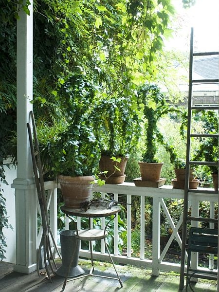 Bluszcz pospolity (Hedera helix)
