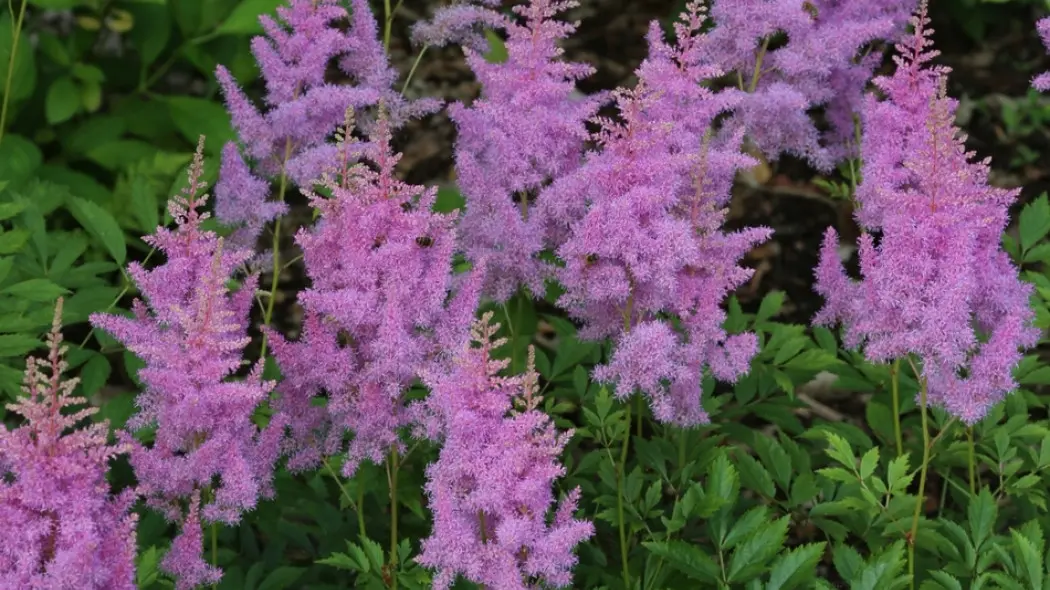 Tawułka Amethyst fot. Grzegorz Falkowski ZSzP