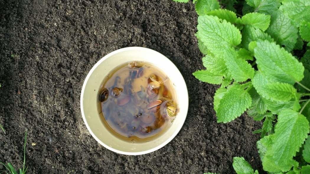 sposób na ślimaki fot. 7monarda - Fotolia.com