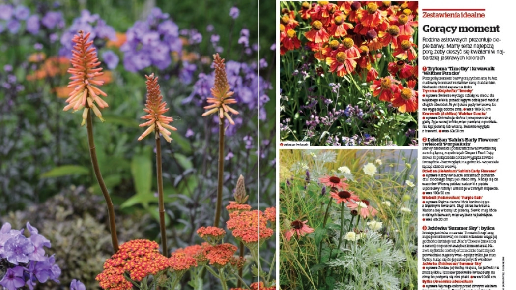 Zestawienia idealne. Gorący moment - Gardeners World Polska 3-2018