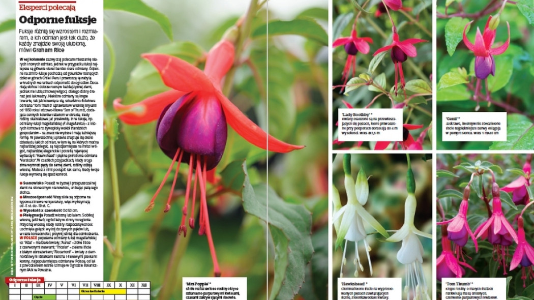 Eksperci polecają. Odporne fuksje - Gardeners World Polska 3-2018