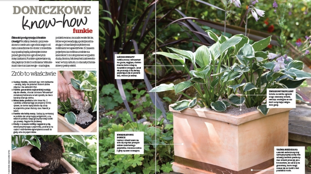 Doniczkowe know-how. Funkie - Gardeners World Polska 4-2018